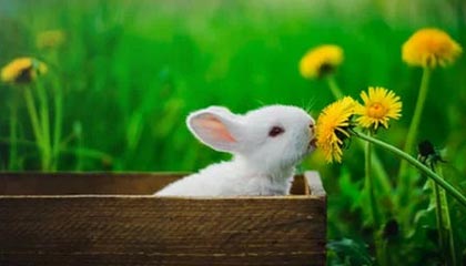 安卓下载-开云体育下载：畅享极致体育体验